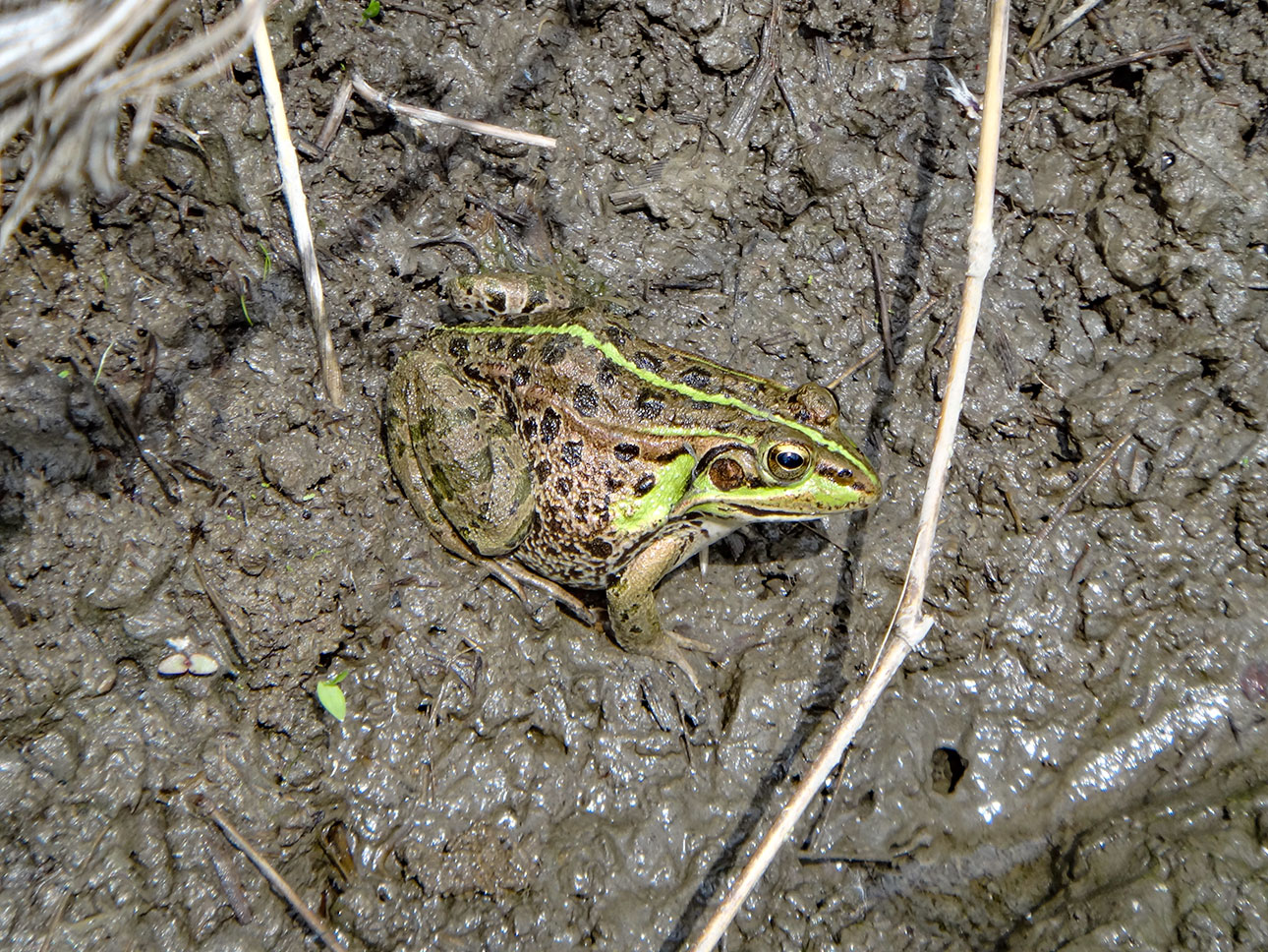 トウキョウダルマガエル